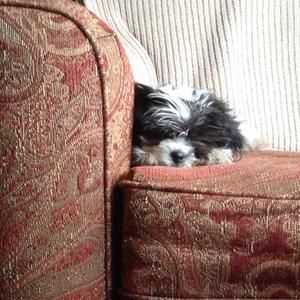 Meet your Posher, Diane